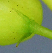 ノササゲの萼の基部の苞