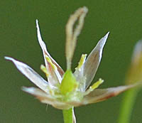 ヌカボシソウの雌性期の花