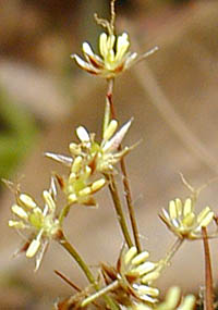 ヌカボシソウの雄性期の花