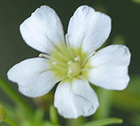 ヌカイトナデシコの白花