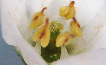 ヌマトラノオ花の内部