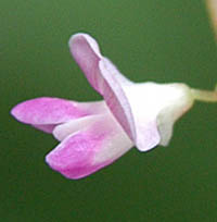 ヌスビトハギの花