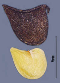ヌスビトハギの小節果と種子
