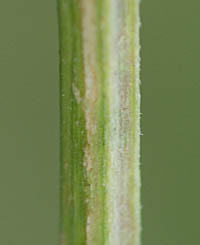 オギノツメの茎