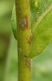 オグルマ茎と葉の基部