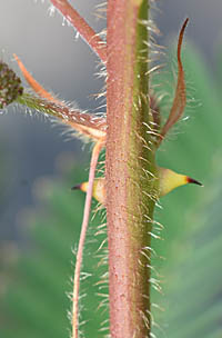 オジギソウの茎