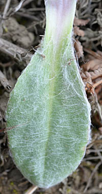 オカオグルマの根生葉の葉表