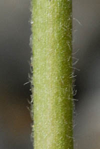 オキジムシロ茎