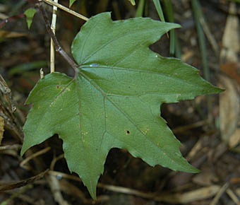 オクモミジハグマ中裂の葉