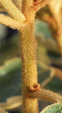オレアリア・トメントーサの茎