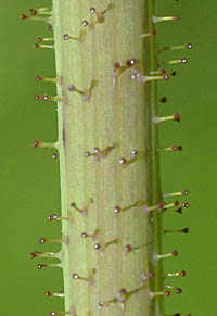 オニノゲシの腺毛のある茎