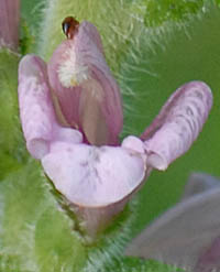 オニシオガマの花2