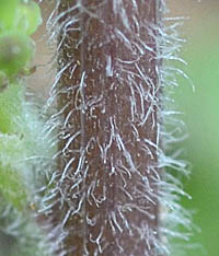 オニタビラコの茎