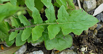 オニタビラコ(多年草)下部の茎葉