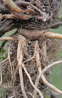 オニタビラコ(多年草)の根茎