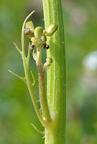 オニタビラコ(多年草)の茎中間の葉