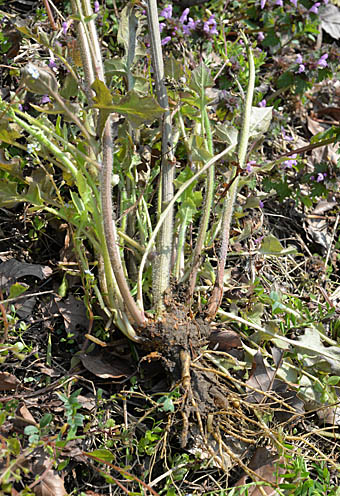 オニタビラコ(多年草)根生葉の根