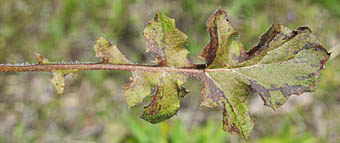 オニタビラコ(多年草)根生葉の表