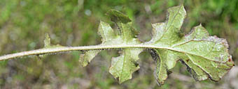 オニタビラコ(多年草)根生葉の裏