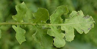 オニタビラコ(緑色)の葉表
