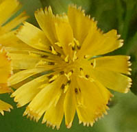 オニタビラコ(緑色)の花