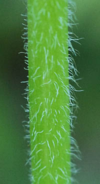 オニタビラコ(緑色)の下部の茎