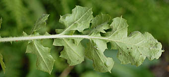 オニタビラコ(緑色)の葉裏