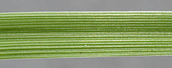オニウシノケグサの葉表