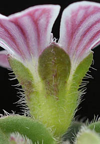 オノエマンテマの萼