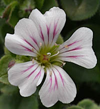オノエマンテマの花