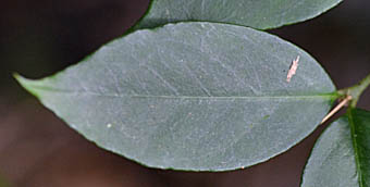 オオアリドオシの葉表