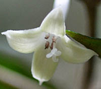 オオアリドオシの花2