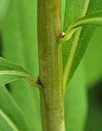 オオアワダチソウの茎