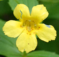 オオバミゾホオズキの花