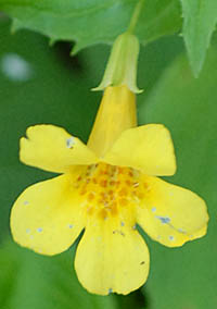 オオバミゾホオズキの花