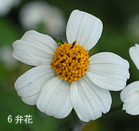 オオバナノセンダングサの花