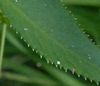 オオバセンキュウの葉の鋸歯