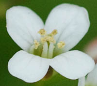オオバタネツケバナ花の雄しべ
