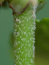 オオバチドメの茎