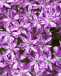 オオハナニラ花