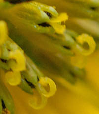 オオハンゴンソウ筒状花