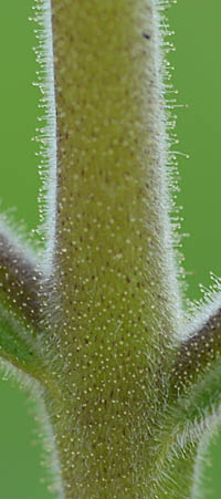 オオヒキヨモギの茎の腺毛