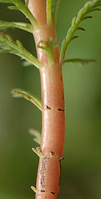 オオフサモの茎