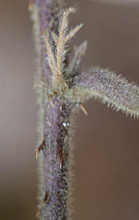 オオフユイチゴの托葉と茎