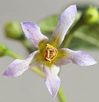 オオイヌホオズキの淡紫色の花