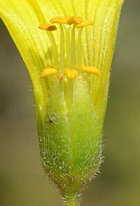オオキバナカタバミ Oxalis Pes Caprae カタバミ科 Oxalidaceae カタバミ属 三河の植物観察