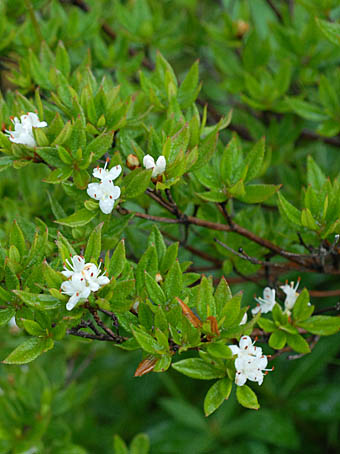 オオコメツツジ Rhododendron tschonoskii subsp. trinerve ツツジ科 