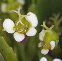 オオニシキソウの雌性期の花