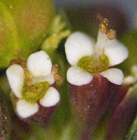 オオニシキソウの雄性期の花