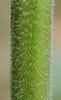 オオルリソウの茎基部の毛